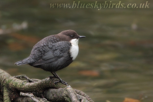 Black-bellied Dipper