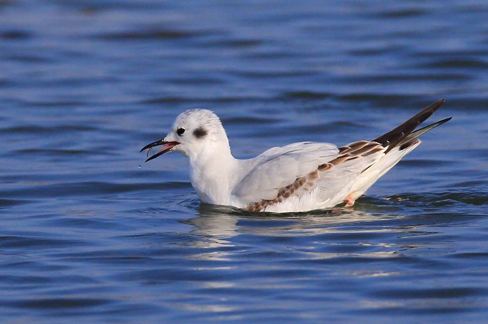 Bonaparte's Gull