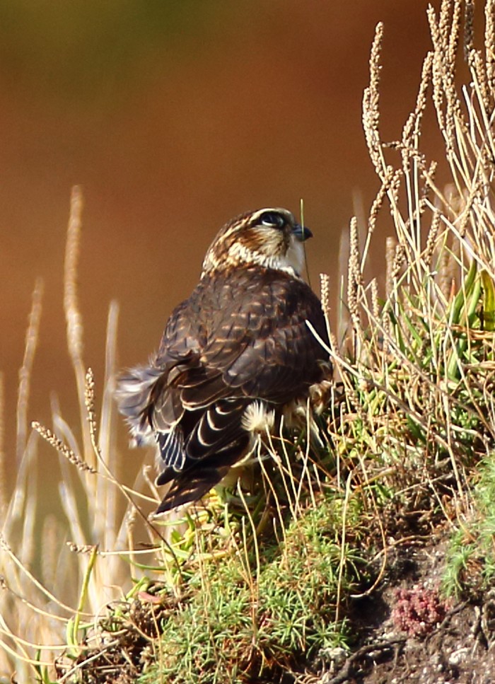 Merlin
