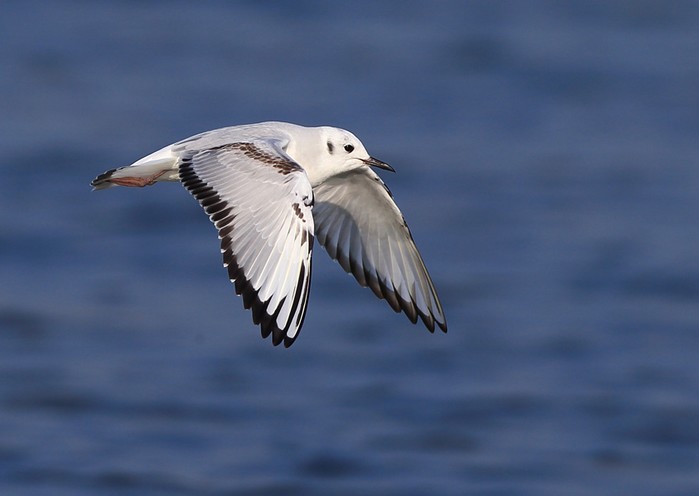 Bonaparte's Gull