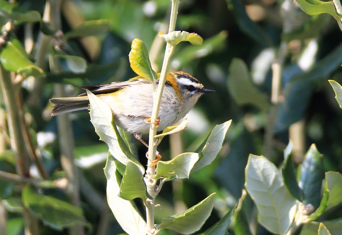 Firecrest