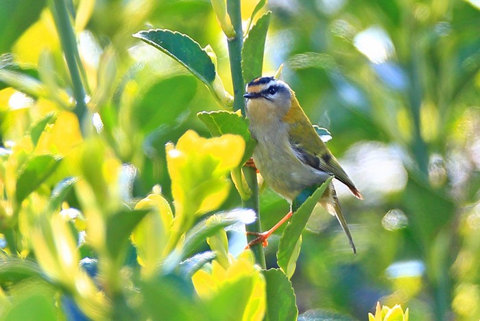 Firecrest