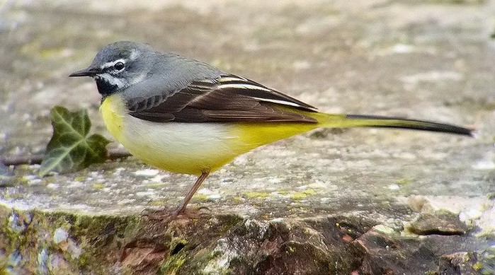 Grey Wagtail