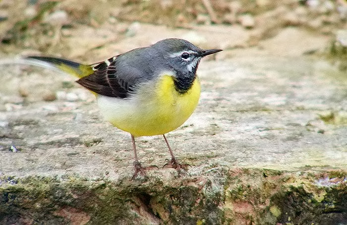 Grey Wagtail