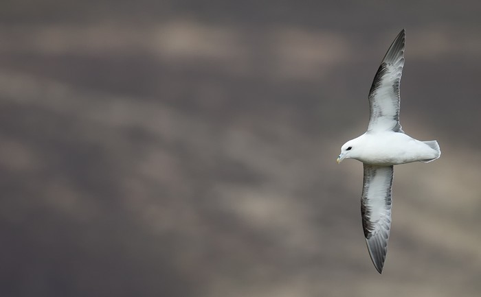 Fulmar