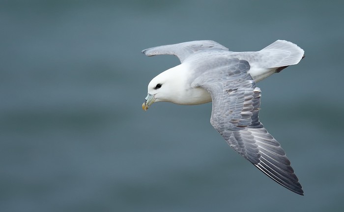 Fulmar