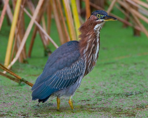 Green Heron