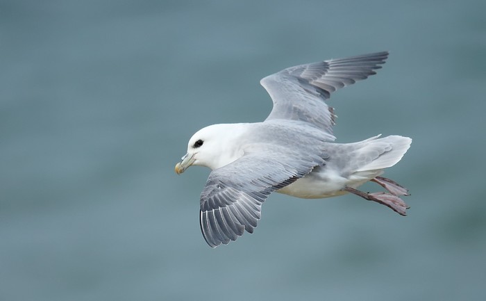 Fulmar
