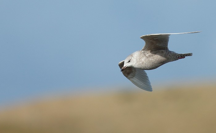Iceland Gull