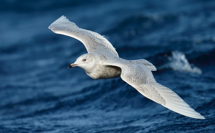 Iceland Gull