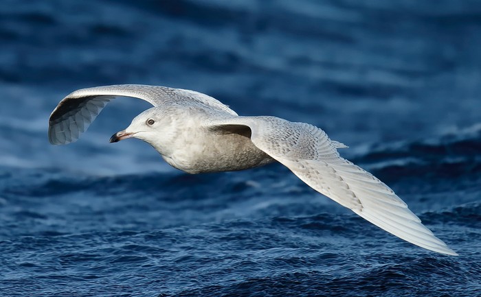 Iceland Gull
