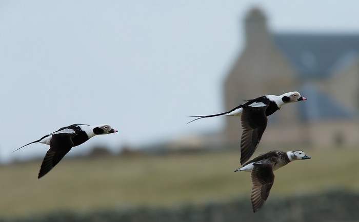 Long-tailed Duck
