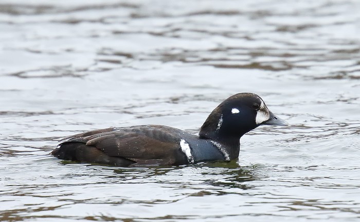 Harlequin Duck