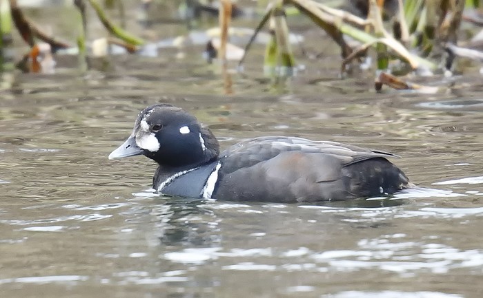 Harlequin Duck