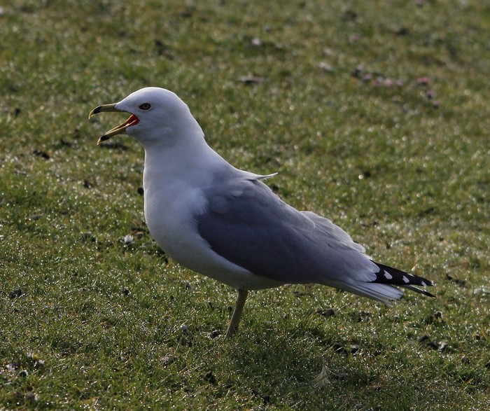 Ring-billed Gull