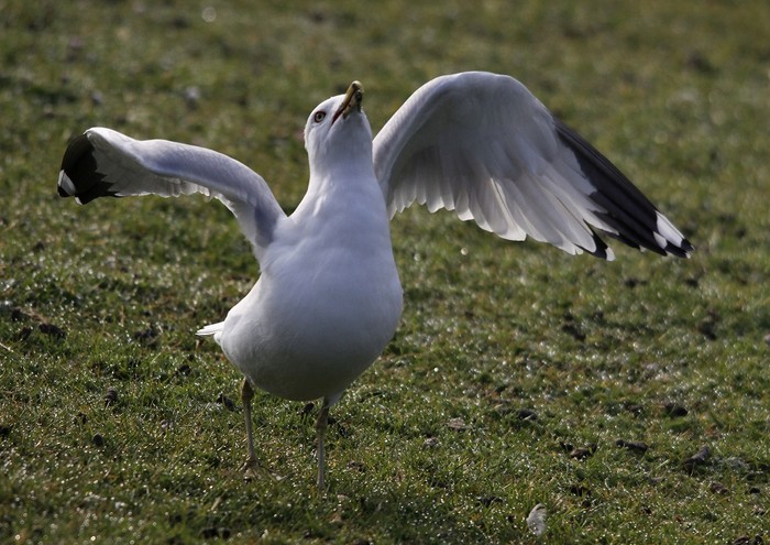 Ring-billed Gull