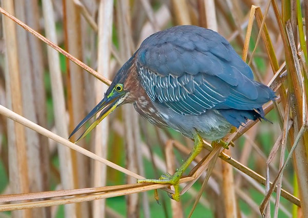 Green Heron