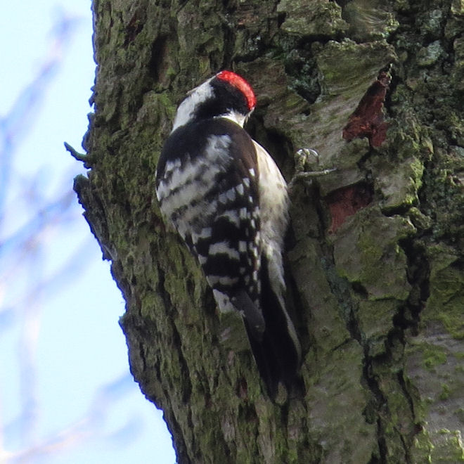 Lesser Spotted Woodpecker