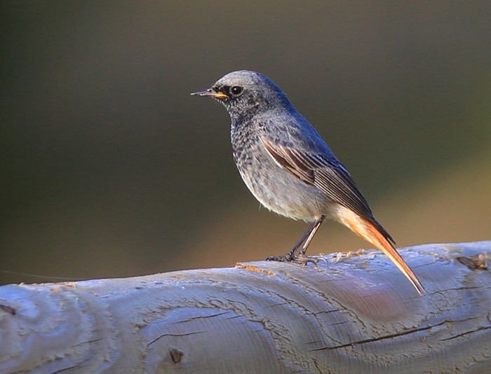 Black Redstart