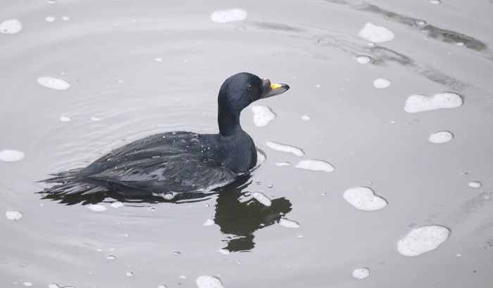 Common Scoter