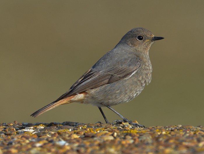 Black Redstart