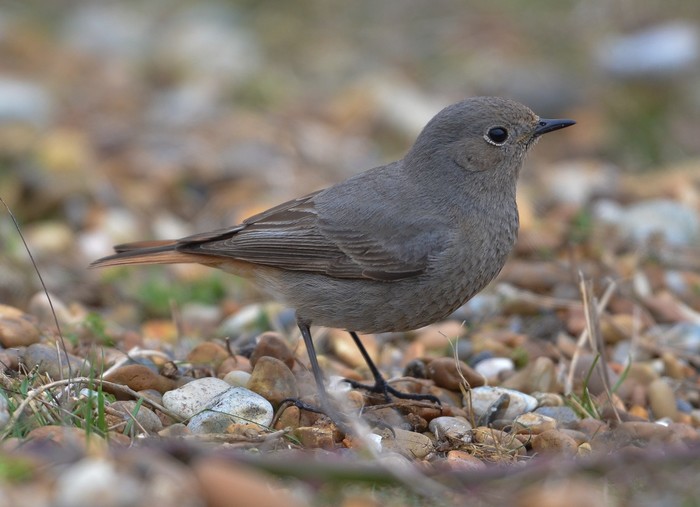 Black Redstart