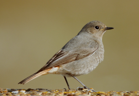 Black Redstart
