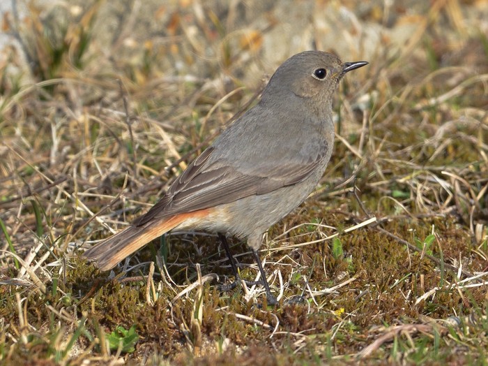 Black Redstart