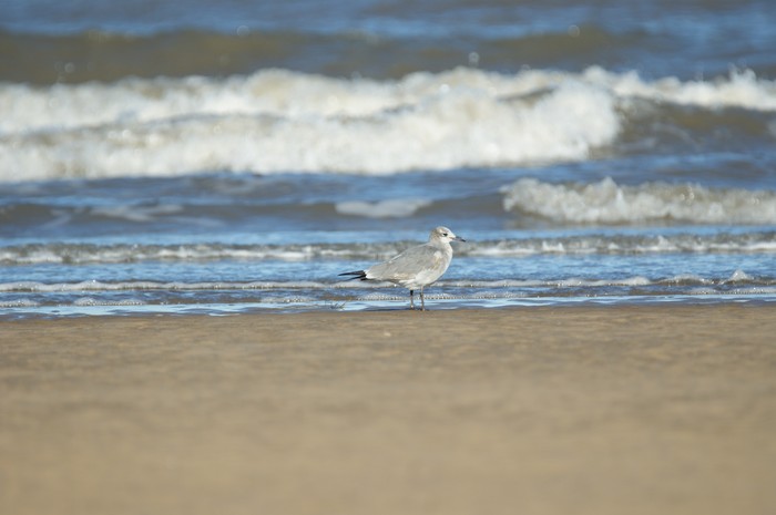 Laughing Gull