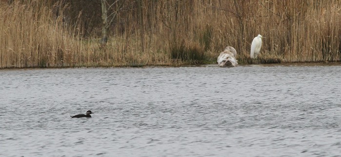 Great White Egret