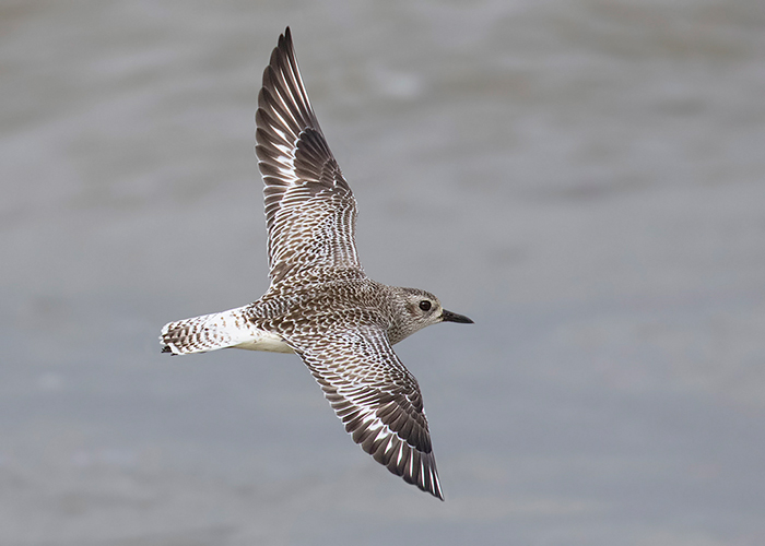 Grey Plover