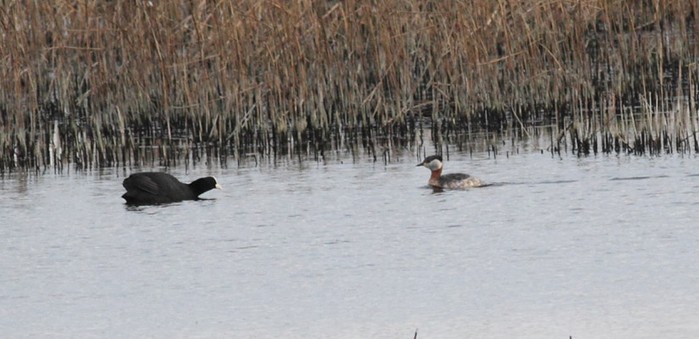 Red-necked Grebe