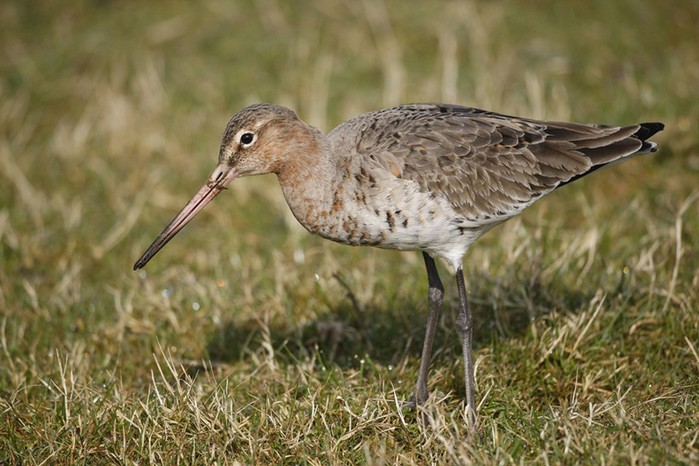 Black-tailed Godwit