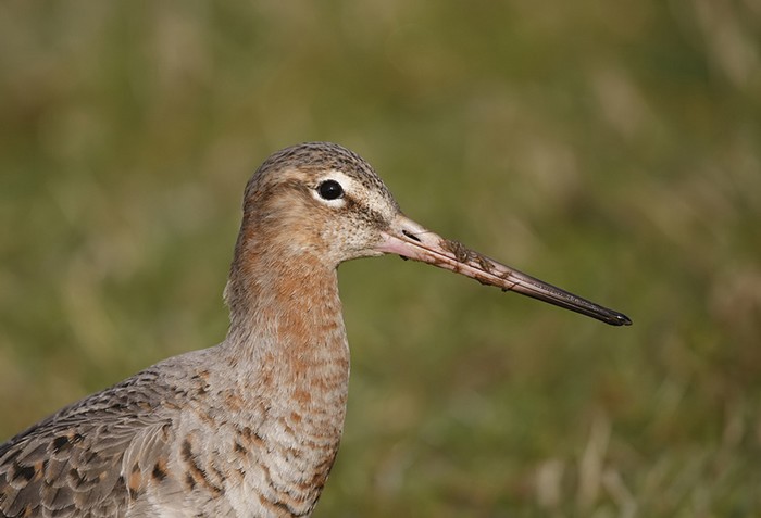 Black-tailed Godwit