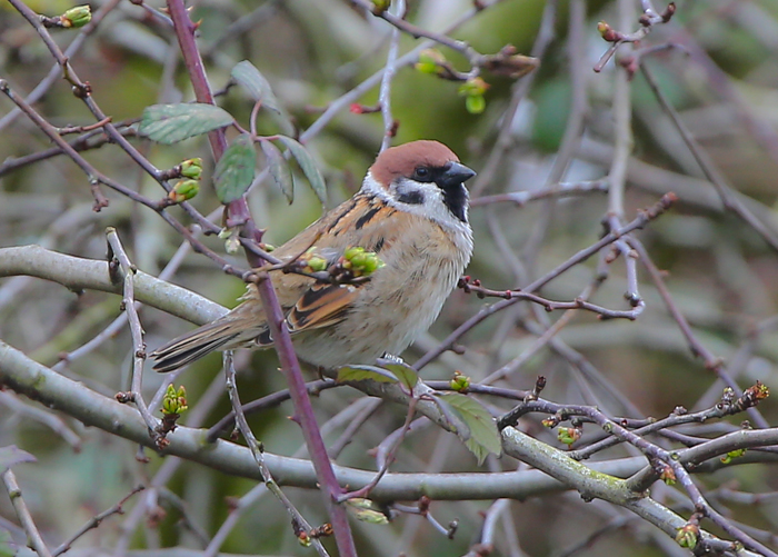 Tree Sparrow