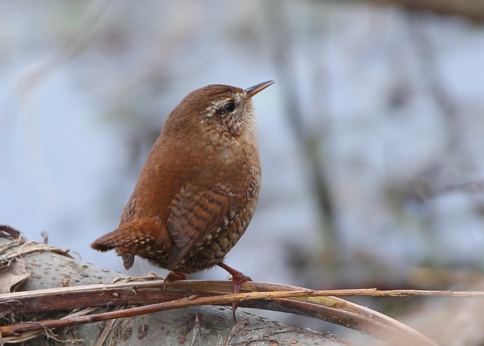 Wren
