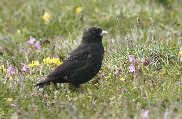 Black Lark