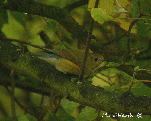 Red-flanked Bluetail