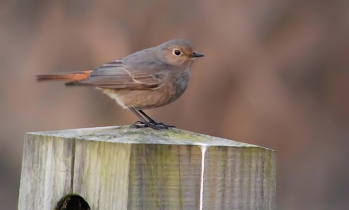 Black Redstart