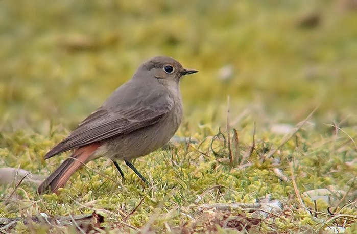 Black Redstart