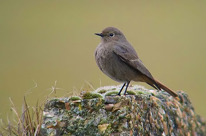 Black Redstart