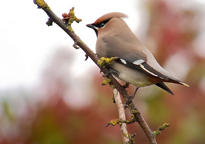 Waxwing