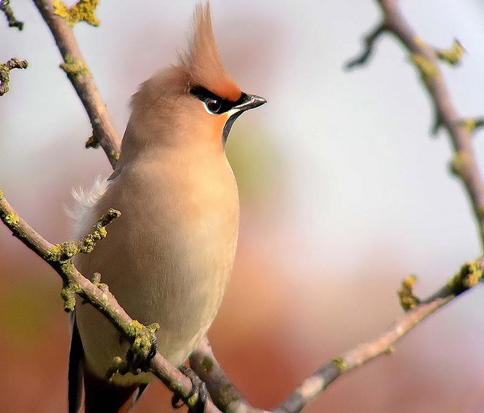 waxwing 