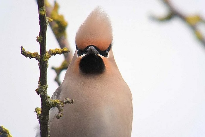 Waxwing
