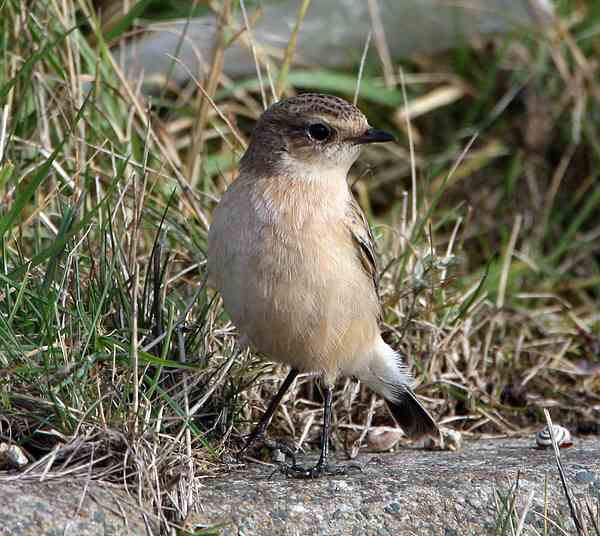 Siberian Stonechat