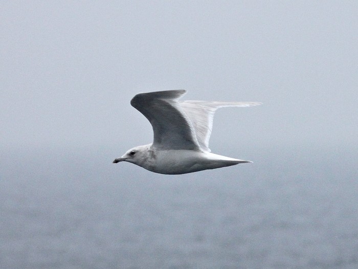 Iceland Gull