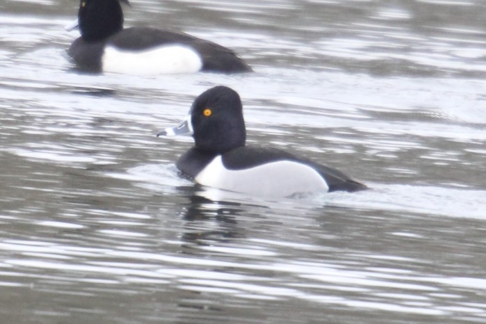 Ring-necked Duck