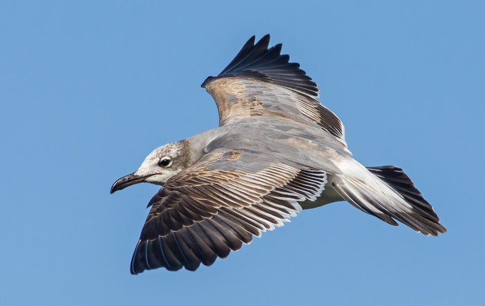 Laughing Gull