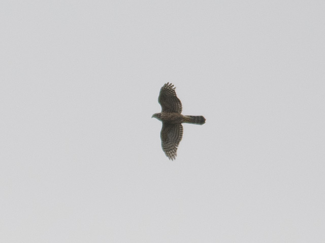 Goshawk
