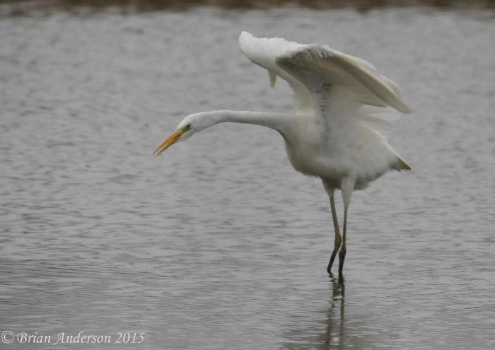 Great White Egret